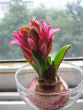 Load image into Gallery viewer, 100pcs Hyacinth Bonsai Perennial Hyacinth potted plant Indoor Plant Easy Grow In Pots Bonsai plant flower for home garden