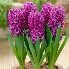 Load image into Gallery viewer, 100pcs Hyacinth Bonsai Perennial Hyacinth potted plant Indoor Plant Easy Grow In Pots Bonsai plant flower for home garden