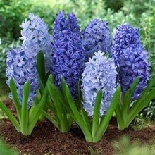 Load image into Gallery viewer, 100pcs Hyacinth Bonsai Perennial Hyacinth potted plant Indoor Plant Easy Grow In Pots Bonsai plant flower for home garden