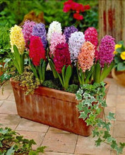 Load image into Gallery viewer, 100pcs Hyacinth Bonsai Perennial Hyacinth potted plant Indoor Plant Easy Grow In Pots Bonsai plant flower for home garden