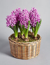 Load image into Gallery viewer, 100pcs Hyacinth Bonsai Perennial Hyacinth potted plant Indoor Plant Easy Grow In Pots Bonsai plant flower for home garden