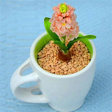 Load image into Gallery viewer, 100pcs Hyacinth Bonsai Perennial Hyacinth potted plant Indoor Plant Easy Grow In Pots Bonsai plant flower for home garden