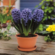 Load image into Gallery viewer, 100pcs Hyacinth Bonsai Perennial Hyacinth potted plant Indoor Plant Easy Grow In Pots Bonsai plant flower for home garden