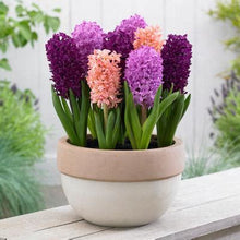 Load image into Gallery viewer, 100pcs Hyacinth Bonsai Perennial Hyacinth potted plant Indoor Plant Easy Grow In Pots Bonsai plant flower for home garden