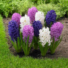 Load image into Gallery viewer, 100pcs Hyacinth Bonsai Perennial Hyacinth potted plant Indoor Plant Easy Grow In Pots Bonsai plant flower for home garden