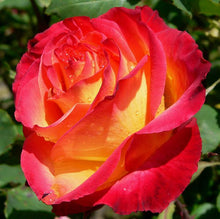 Load image into Gallery viewer, 100Pcs Rare Rose Bonsai Black Rose Flower With Red Edge Rare Rose Flowers Bonsai For Garden Bonsai Planting