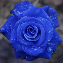 Load image into Gallery viewer, 100Pcs Rare Rose Bonsai Black Rose Flower With Red Edge Rare Rose Flowers Bonsai For Garden Bonsai Planting